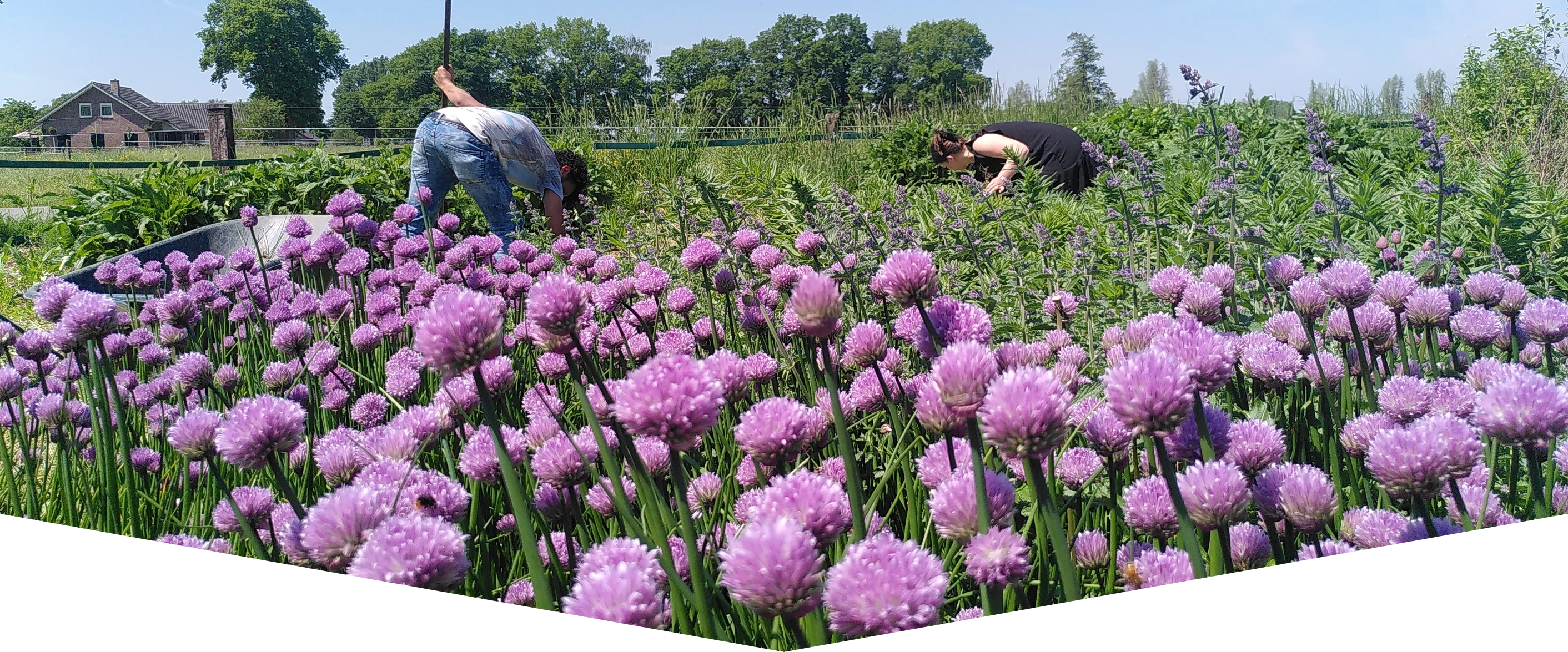 Bijenstanden in het veld